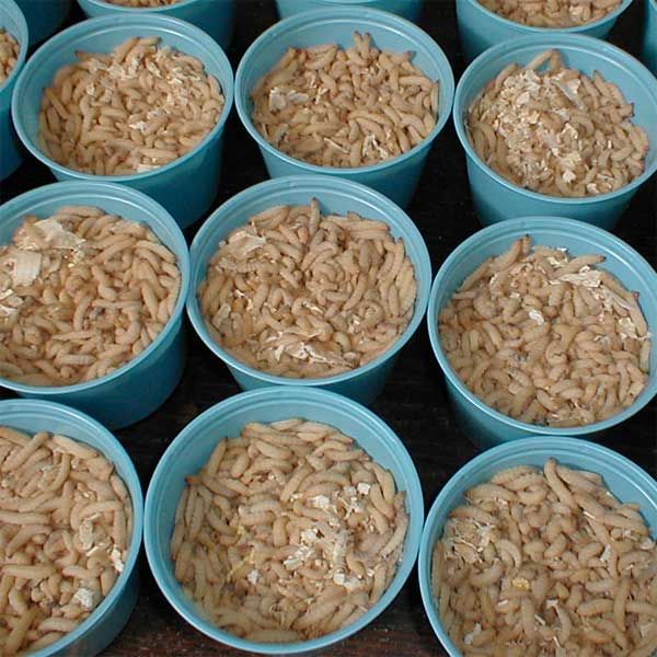 WAX WORM BEDDING SAWDUST [wb] 12.75 Wholesale Waxworms & Bait