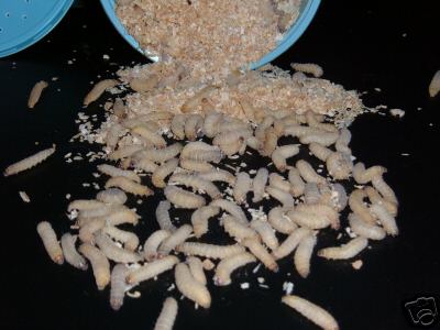 We selll Bulk Wax Worms/Bee Moths 