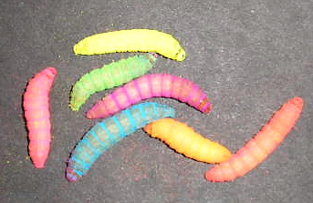 LIVE COLORED WAX WORMS