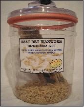 Best Bet Waxworm - Mealworm Breeder Kit, Fishing Bait, Reptile Food,  Fishing Tackle And colored live wax worms spikes breeding