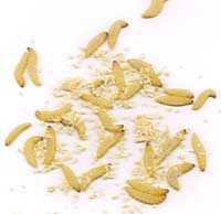 Wholesale wax worm / Bee Moths, Waxworm and Mealworm Breeder Kits